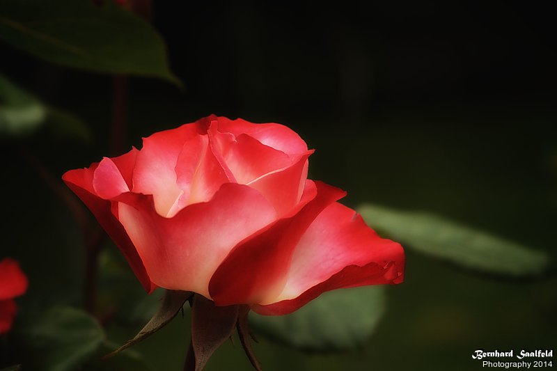 Bernhard Saalfeld - Schoenheit der Rose V